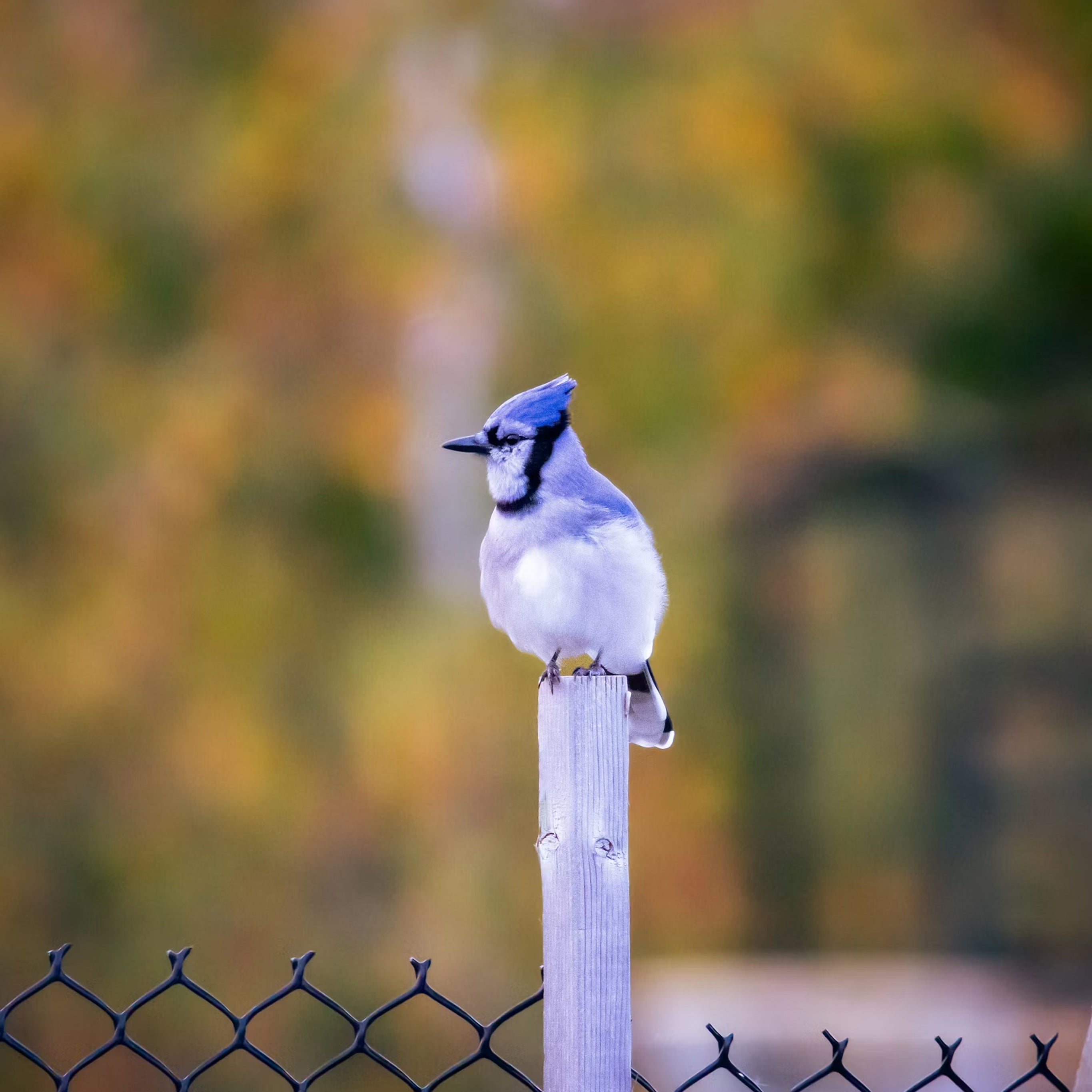 Observação De Aves E Vida Selvagem No Quintal